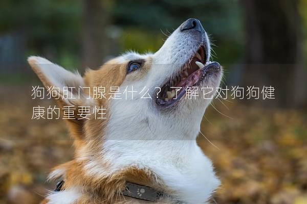 狗狗肛門腺是什么？了解它對狗狗健康的重要性