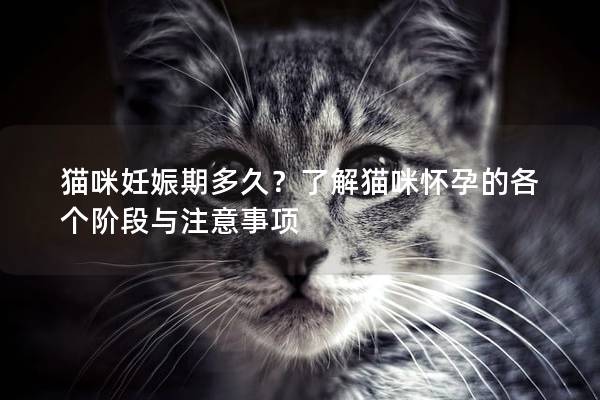 貓咪妊娠期多久？了解貓咪懷孕的各個階段與注意事項