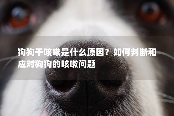 狗狗干咳嗽是什么原因？如何判斷和應(yīng)對狗狗的咳嗽問題