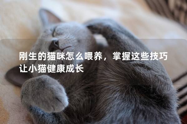 剛生的貓咪怎么喂養(yǎng)，掌握這些技巧讓小貓健康成長