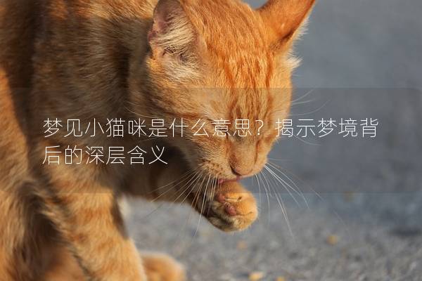 夢(mèng)見(jiàn)小貓咪是什么意思？揭示夢(mèng)境背后的深層含義