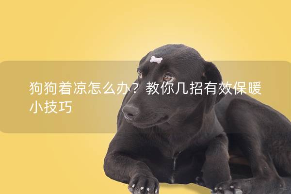 狗狗著涼怎么辦？教你幾招有效保暖小技巧