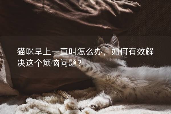 貓咪早上一直叫怎么辦，如何有效解決這個煩惱問題？