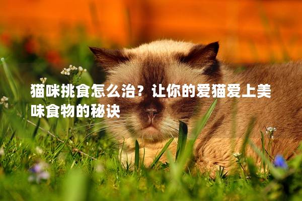 貓咪挑食怎么治？讓你的愛貓愛上美味食物的秘訣