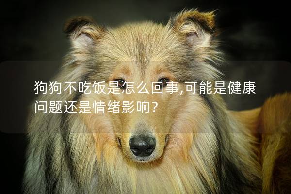 狗狗不吃飯是怎么回事,可能是健康問題還是情緒影響？