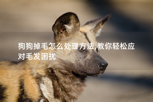 狗狗掉毛怎么處理方法,教你輕松應對毛發困擾