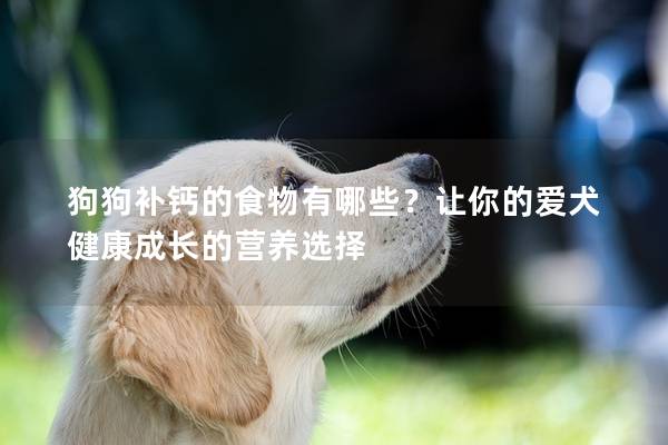 狗狗補鈣的食物有哪些?讓你的愛犬健康成長的營養選擇 狗狗補鈣的食物有哪些?讓你的愛犬健康成長的營養選擇