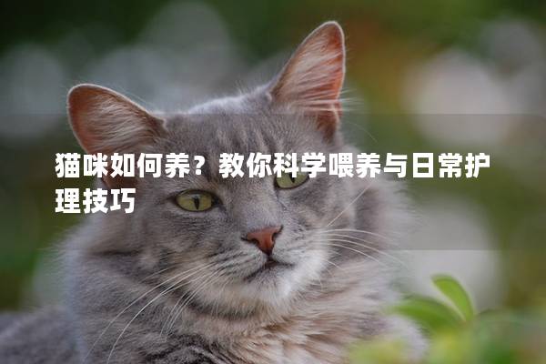 貓咪如何養？教你科學喂養與日常護理技巧