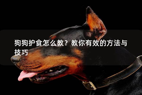 狗狗護食怎么教？教你有效的方法與技巧
