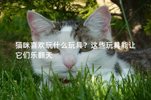 貓咪喜歡玩什么玩具？這些玩具能讓它們樂翻天
