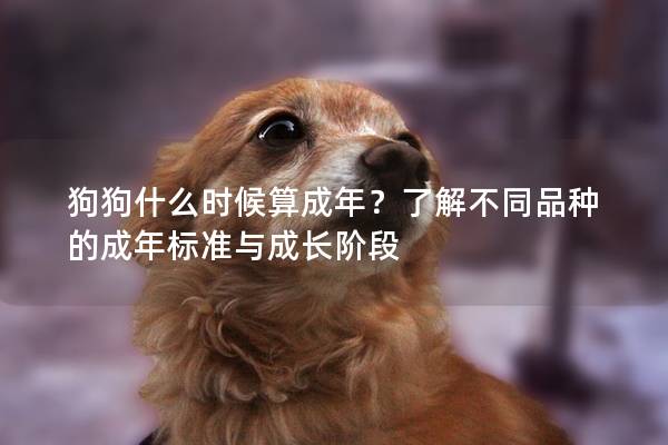 狗狗什么時候算成年？了解不同品種的成年標(biāo)準(zhǔn)與成長階段