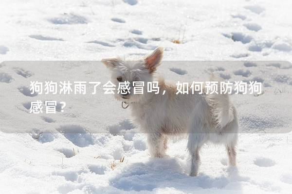 狗狗淋雨了會感冒嗎，如何預(yù)防狗狗感冒？