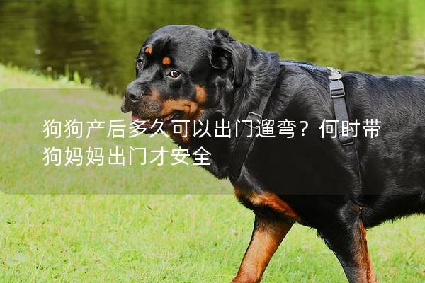 狗狗產后多久可以出門遛彎？何時帶狗媽媽出門才安全
