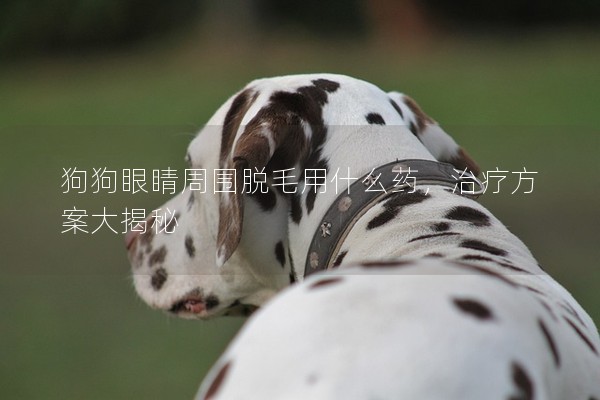 狗狗眼睛周圍脫毛用什么藥,治療方案大揭秘 狗狗眼睛周圍脫毛用什么藥,治療方案大揭秘