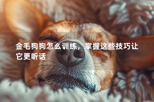 金毛狗狗怎么訓(xùn)練，掌握這些技巧讓它更聽話