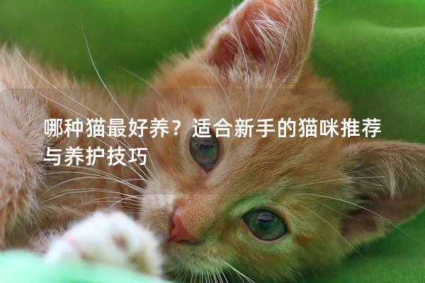 哪種貓最好養？適合新手的貓咪推薦與養護技巧