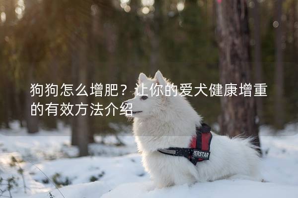 狗狗怎么增肥？讓你的愛犬健康增重的有效方法介紹