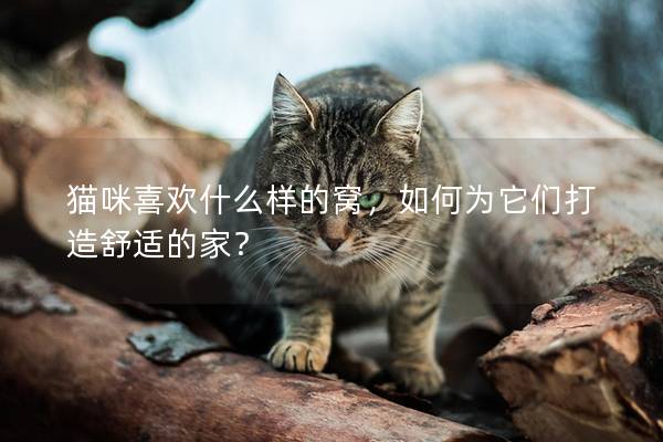 貓咪喜歡什么樣的窩，如何為它們打造舒適的家？