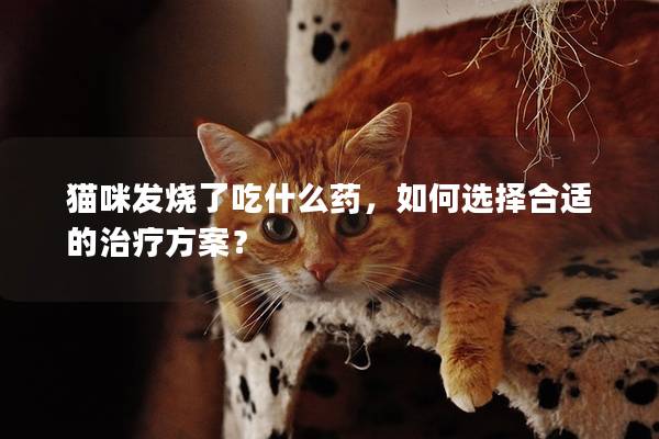 貓咪發(fā)燒了吃什么藥，如何選擇合適的治療方案？