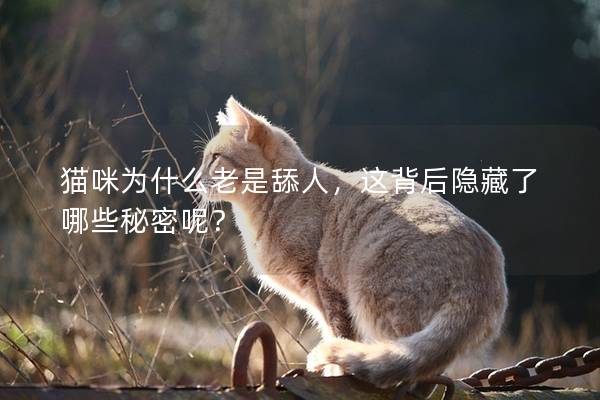 貓咪為什么老是舔人，這背后隱藏了哪些秘密呢？