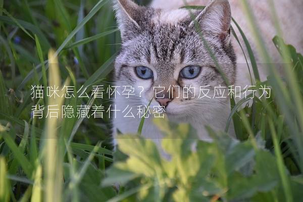 貓咪怎么看懷孕？它們的反應和行為背后隱藏著什么秘密