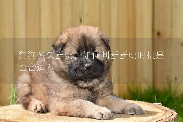 狗狗多久斷奶，如何判斷斷奶時機是否合適？