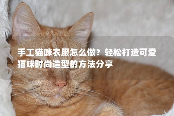 手工貓咪衣服怎么做？輕松打造可愛貓咪時尚造型的方法分享