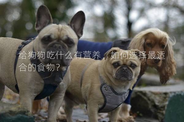 給狗狗吃什么有營養，如何選擇最適合的食物？