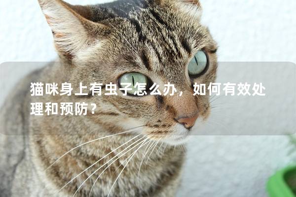 貓咪身上有蟲子怎么辦，如何有效處理和預(yù)防？