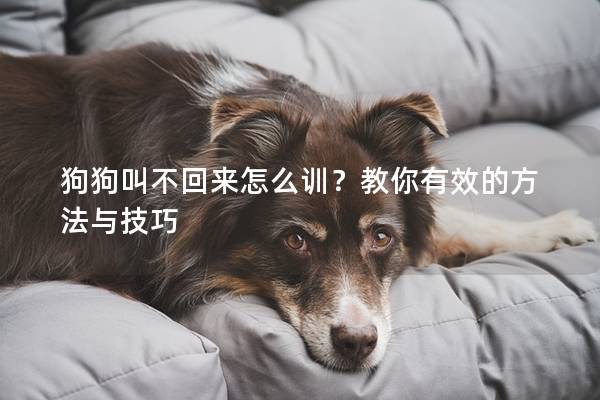 狗狗叫不回來怎么訓？教你有效的方法與技巧