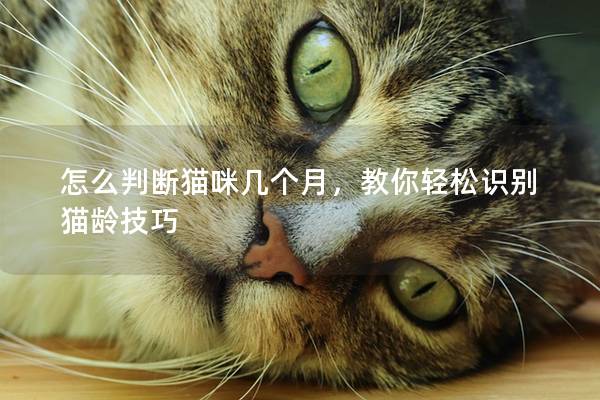 怎么判斷貓咪幾個月，教你輕松識別貓齡技巧