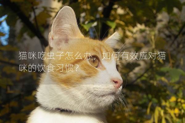 貓咪吃蟲子怎么辦，如何有效應對貓咪的飲食習慣？