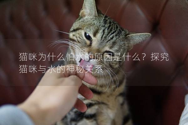 貓咪為什么怕水的原因是什么？探究貓咪與水的神秘關系