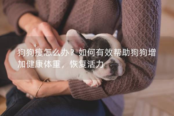 狗狗瘦怎么辦？如何有效幫助狗狗增加健康體重，恢復活力