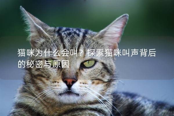 貓咪為什么會叫？探索貓咪叫聲背后的秘密與原因