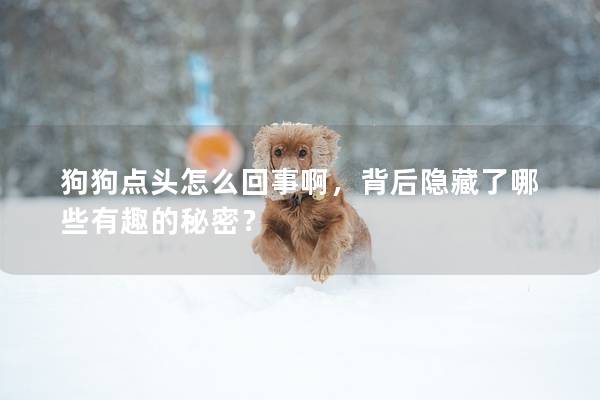 狗狗點頭怎么回事啊，背后隱藏了哪些有趣的秘密？