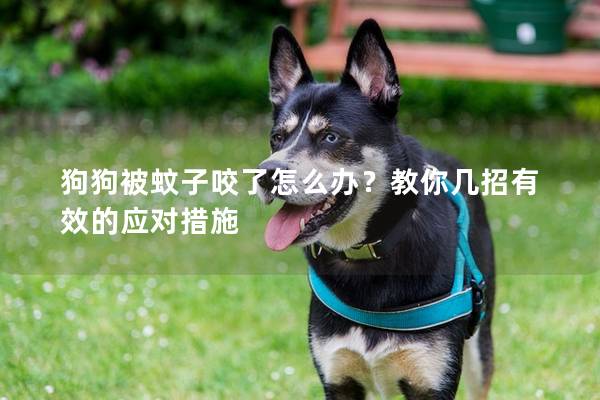 狗狗被蚊子咬了怎么辦？教你幾招有效的應對措施
