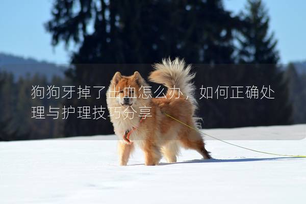 狗狗牙掉了出血怎么辦，如何正確處理與護(hù)理技巧分享