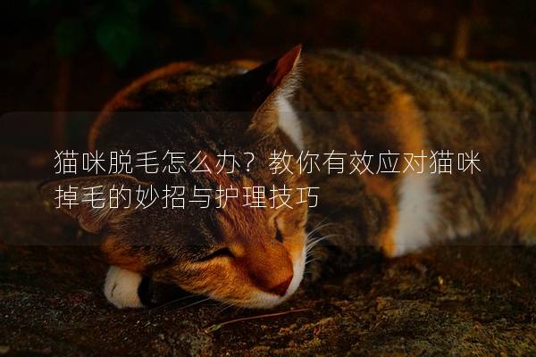 貓咪脫毛怎么辦？教你有效應對貓咪掉毛的妙招與護理技巧