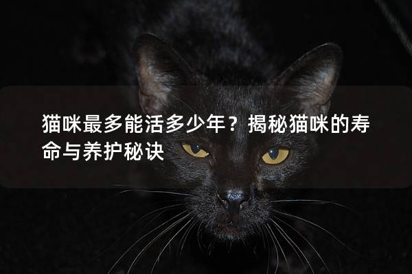 貓咪最多能活多少年？揭秘貓咪的壽命與養護秘訣