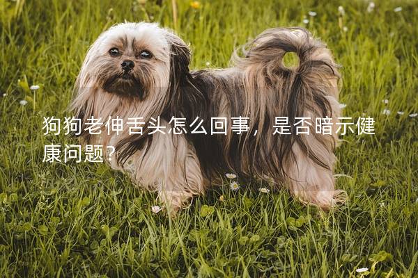 狗狗老伸舌頭怎么回事，是否暗示健康問題？