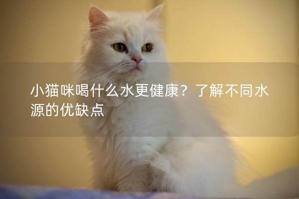 小貓咪喝什么水更健康？了解不同水源的優缺點
