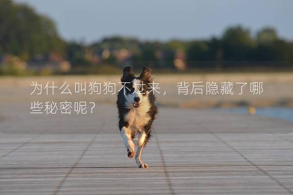 為什么叫狗狗不過來，背后隱藏了哪些秘密呢？