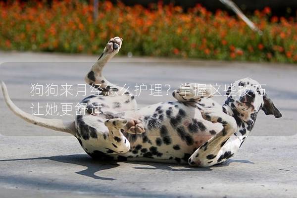 狗狗來月經怎么護理？掌握這些技巧讓她更舒適