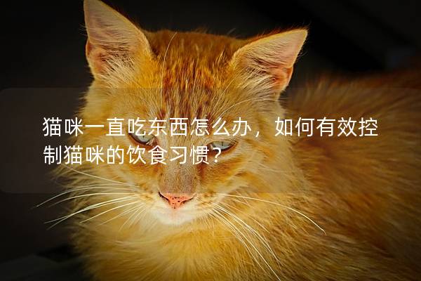貓咪一直吃東西怎么辦，如何有效控制貓咪的飲食習(xí)慣？
