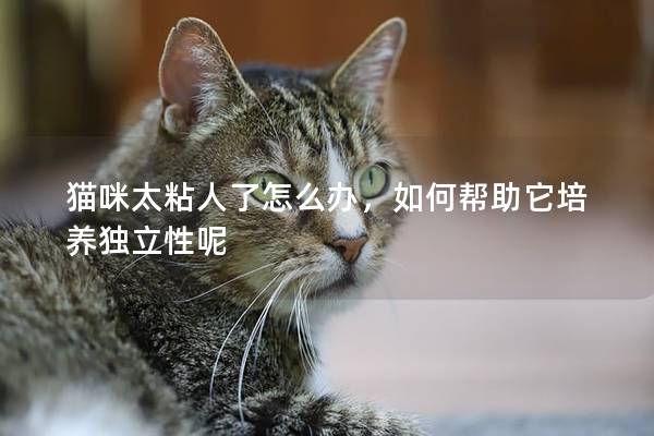 貓咪太粘人了怎么辦，如何幫助它培養(yǎng)獨(dú)立性呢