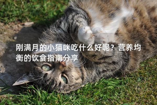 剛滿月的小貓咪吃什么好呢？營養均衡的飲食指南分享