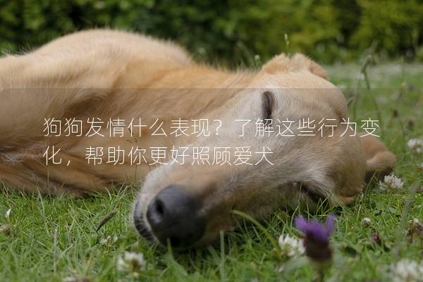 狗狗發情什么表現？了解這些行為變化，幫助你更好照顧愛犬