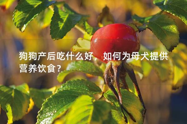狗狗產后吃什么好，如何為母犬提供營養飲食？