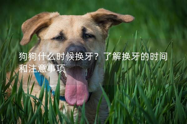 狗狗什么時(shí)候換牙？了解換牙的時(shí)間和注意事項(xiàng)